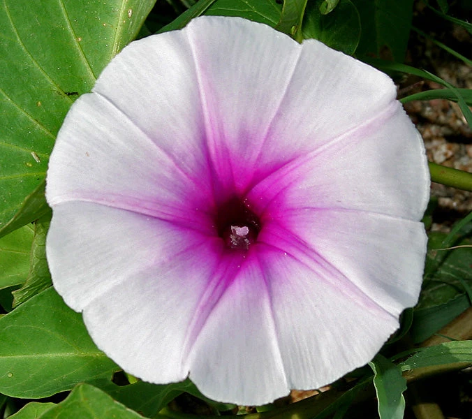 Ipomoea Aquatica - Creepers & Climbers 1 Ipomoea Aquatica - Creepers & Climbers