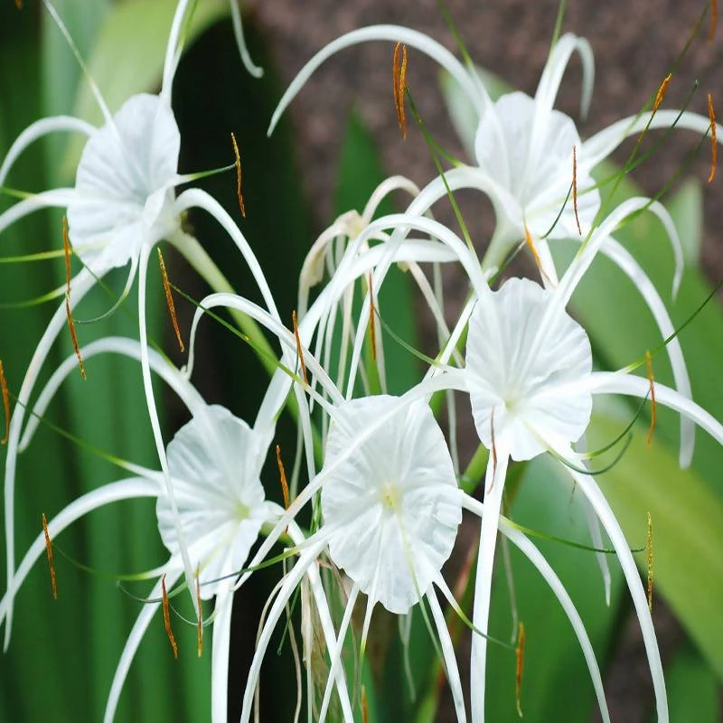 Spider Lily/Beach Spider Lily - Flowering Plants 3 Spider Lily/Beach Spider Lily - Flowering Plants - Image 3