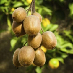 Kiwi Fruit (Grafted) - Hayward Variety