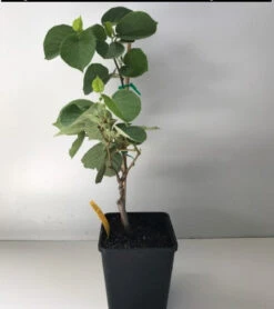 Kiwi Fruit - Male Plants