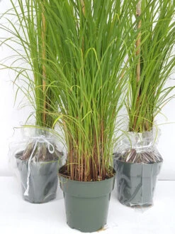 Lemongrass - Herbs & Kitchen Plants