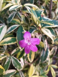 Ravenia Spectabilis Variegata - Flowering Plants -EcoHaven Shop limonia3