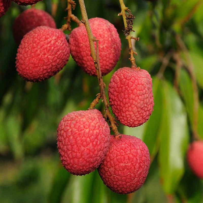 Litchi (Air Layered)- Fruit Plants & Tree 1 Litchi (Air Layered)- Fruit Plants & Tree