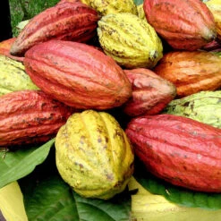 Cocoa/Cacao Fruit - Fruit Plants & Plantation Crops -EcoHaven Shop maxresdefault 3b6c4d8d b1a9 4bfa 8871 e94e319a5ded