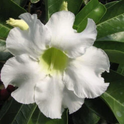 Adenium White - Flowering Plants