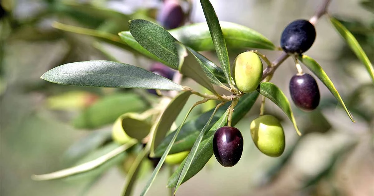Olive Fruit Plant - Exotic Fruit Plant 2 Olive Fruit Plant - Exotic Fruit Plant - Image 2