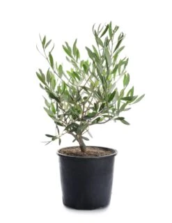 Olive Fruit Plant - Exotic Fruit Plant 5 Olive Fruit Plant - Exotic Fruit Plant -EcoHaven Shop oliveplantsofexoticflora
