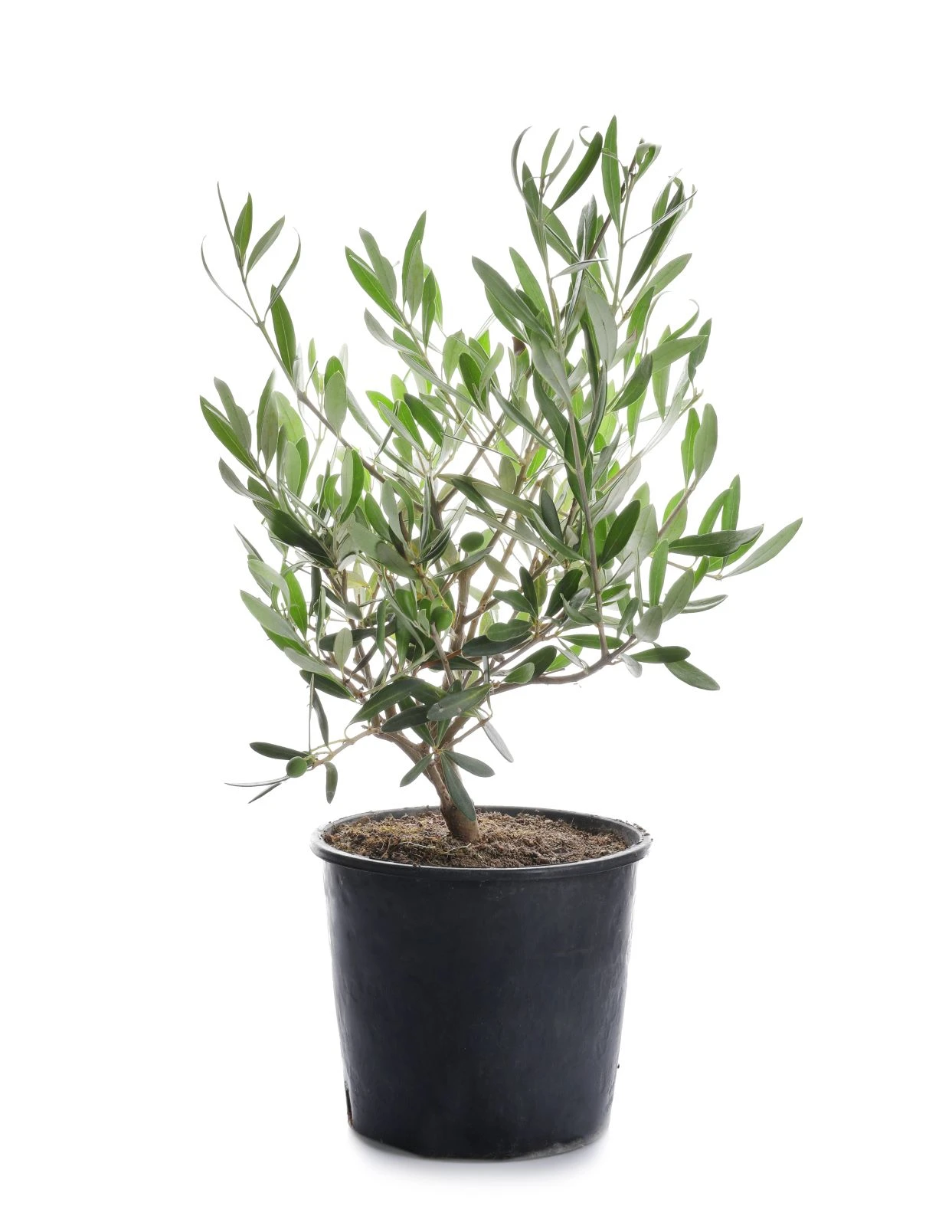 Olive Fruit Plant - Exotic Fruit Plant 3 Olive Fruit Plant - Exotic Fruit Plant - Image 3