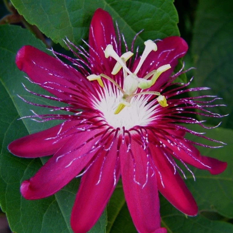 Passion Flower Pink - Creepers & Climbers 2 Passion Flower Pink - Creepers & Climbers - Image 2