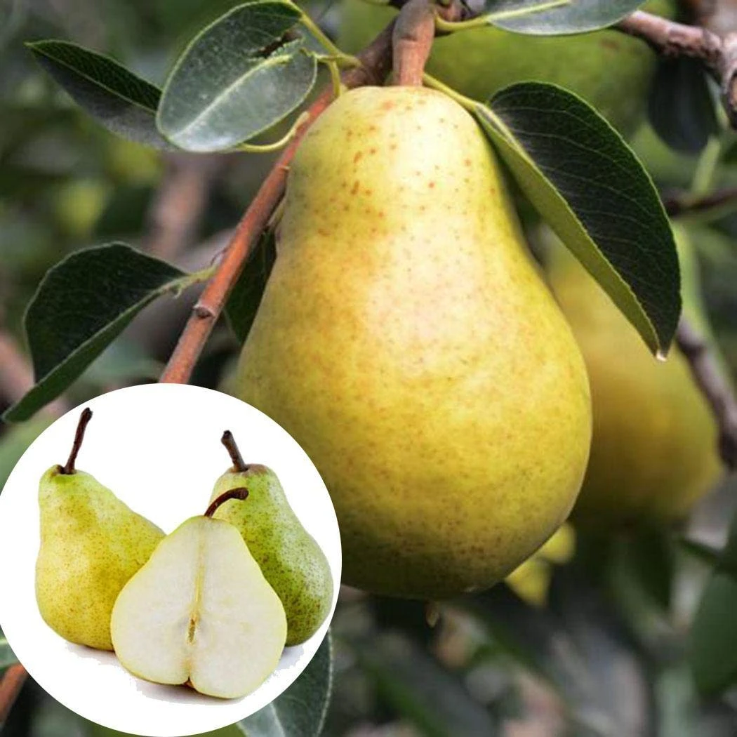 Babugosha/Indian Pear - Fruit Plants & Tree 1 Babugosha/Indian Pear - Fruit Plants & Tree