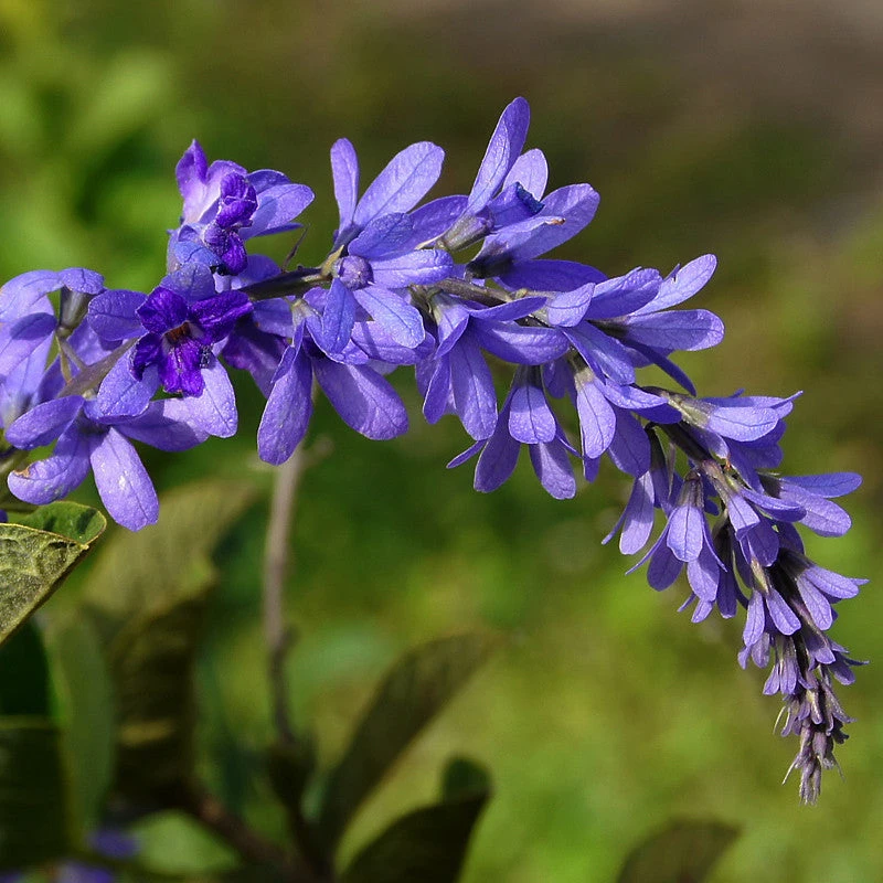 Petrea Volubilis - Creepers & Climbers 2 Petrea Volubilis - Creepers & Climbers - Image 2