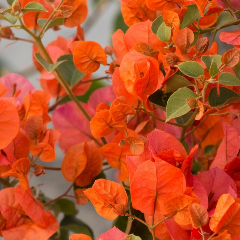 Bougainvillea Orange - Flowering Shrubs 1 Bougainvillea Orange - Flowering Shrubs