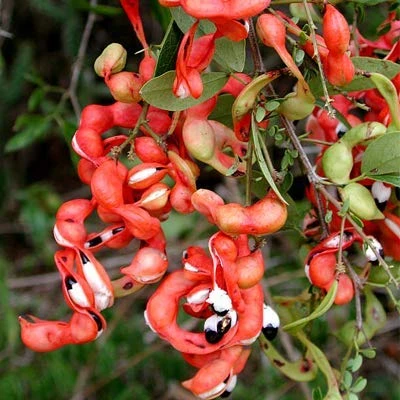 Pithecellobium Dulce/Manila Tamarind - Fruit Plants & Tree 1 Pithecellobium Dulce/Manila Tamarind - Fruit Plants & Tree