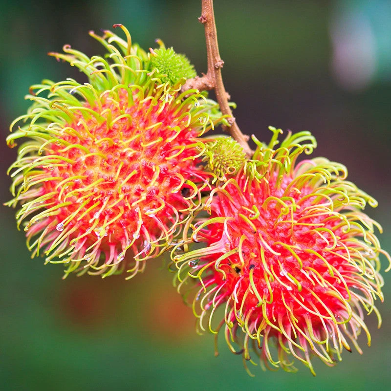 Rambutan Fruit - Fruit Plants & Tree 1 Rambutan Fruit - Fruit Plants & Tree