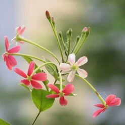 Rangoon Creeper Hybrid - Creepers & Climbers