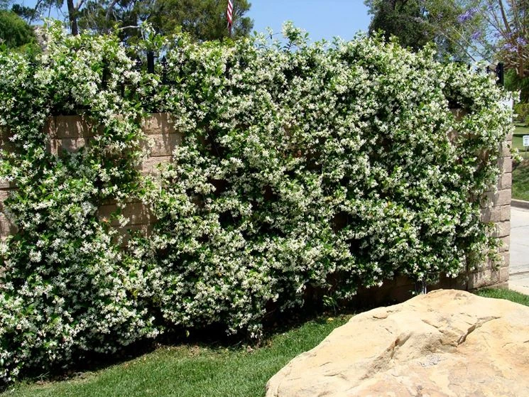 Trachelospermum Jasminoides - Creepers & Climber 3 Trachelospermum Jasminoides - Creepers & Climber - Image 3
