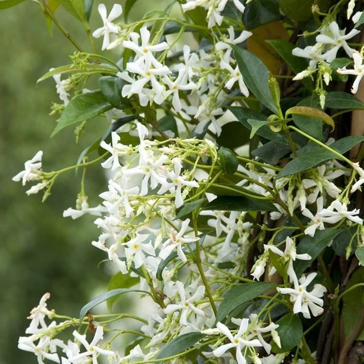 Trachelospermum Jasminoides - Creepers & Climber 1 Trachelospermum Jasminoides - Creepers & Climber
