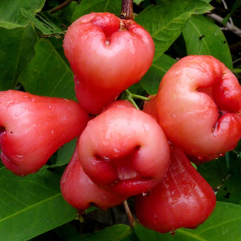 Water Apple Hybrid Red - Fruit Plants & Tree 2 Water Apple Hybrid Red - Fruit Plants & Tree - Image 2