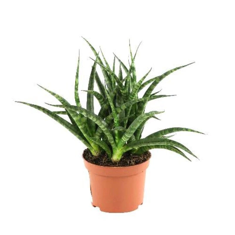 Sansevieria Steel - Indoor Plants 1 Sansevieria Steel - Indoor Plants
