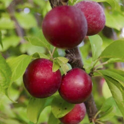 Plum Fruit (Grafted) - Fruit Plants & Tree