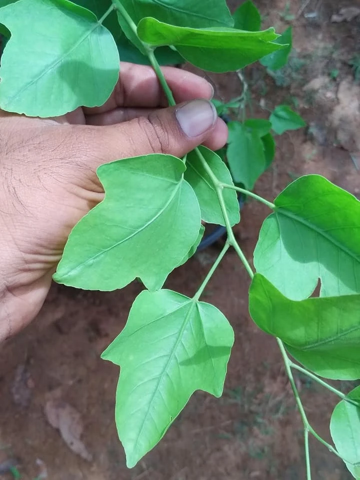 Yeak Bilva/Single Leaf Bael - Plants 1 Yeak Bilva/Single Leaf Bael - Plants
