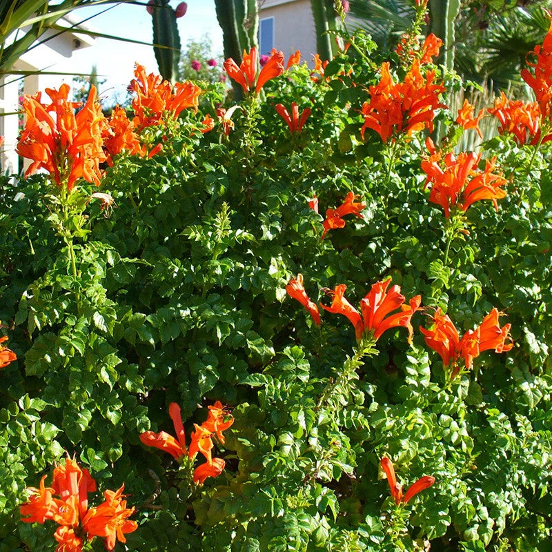 Tecoma Capensis/Orange Trumpet - Flowering Shrubs 2 Tecoma Capensis/Orange Trumpet - Flowering Shrubs - Image 2