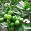 Thai Patti Lemon - Fruit Plants