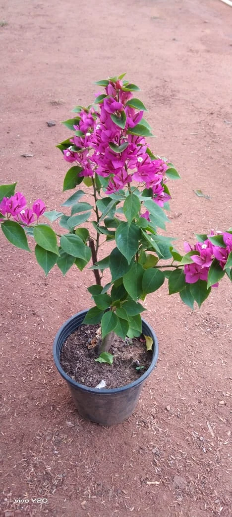 Bougainvillea Torch Glow- Flowering Shrubs 2 Bougainvillea Torch Glow- Flowering Shrubs - Image 2
