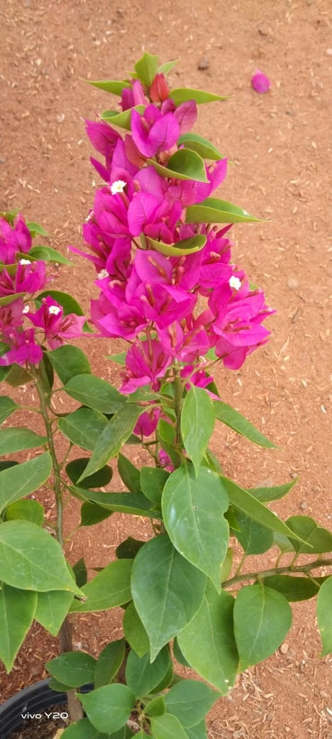 Bougainvillea Torch Glow- Flowering Shrubs 3 Bougainvillea Torch Glow- Flowering Shrubs - Image 3