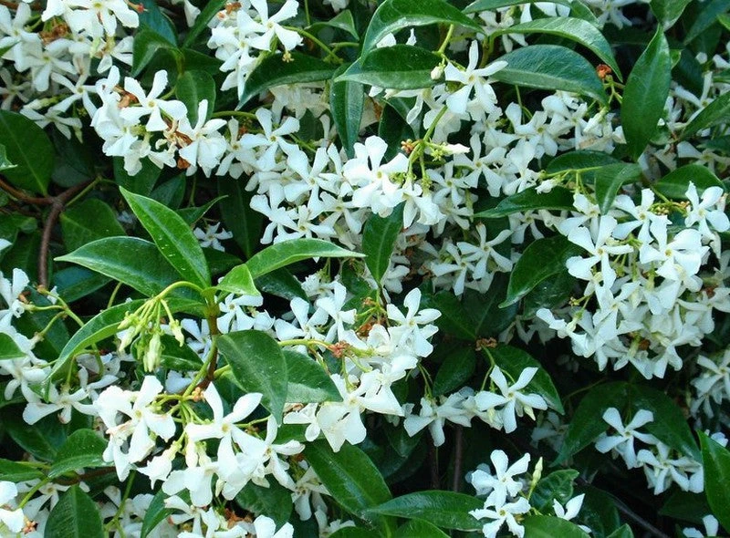 Trachelospermum Jasminoides - Creepers & Climber 2 Trachelospermum Jasminoides - Creepers & Climber - Image 2