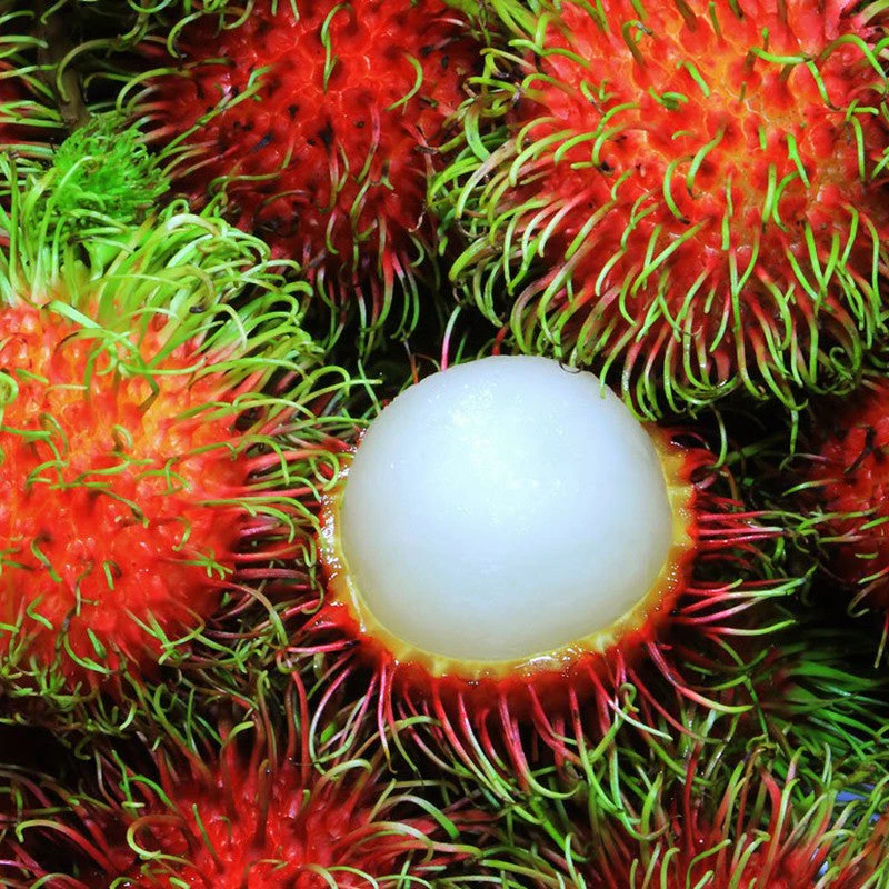 Rambutan Fruit - Fruit Plants & Tree 2 Rambutan Fruit - Fruit Plants & Tree - Image 2