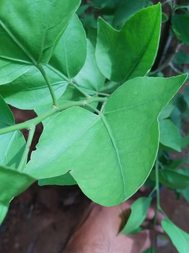 Yeak Bilva/Single Leaf Bael - Plants 2 Yeak Bilva/Single Leaf Bael - Plants - Image 2