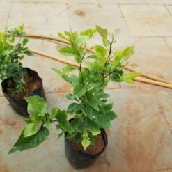 Yeak Bilva/Single Leaf Bael - Plants 5 Yeak Bilva/Single Leaf Bael - Plants -EcoHaven Shop yeakbilva2
