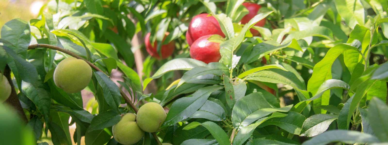 Front Page -EcoHaven Shop banner929